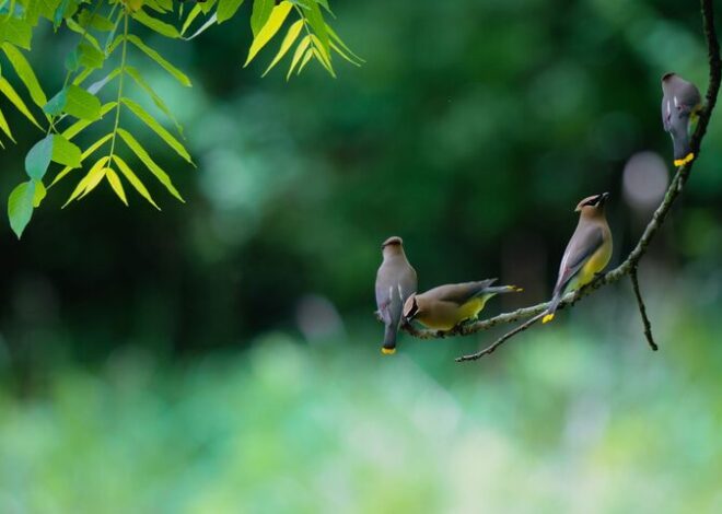 Beginner Tips for Backyard Birdwatching: A Simple Guide to Getting Started